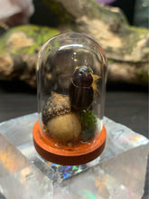 Load image into Gallery viewer, Acorn Beetle Display
