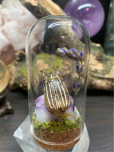 Load image into Gallery viewer, June Bug Lavender Display
